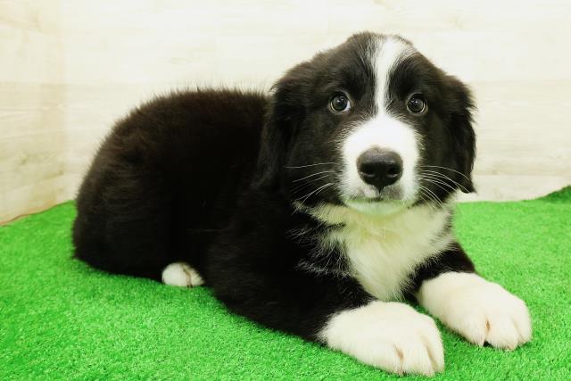 埼玉県のハーフ犬・ミックス犬 (Coo&RIKUヤオコー幸手店/2026年4月5日生まれ/男の子/ブラックホワイト)の子犬の3枚目の画像