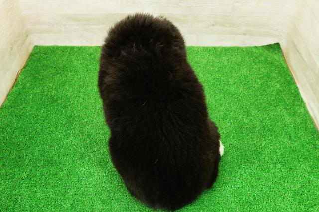 埼玉県のハーフ犬・ミックス犬 (Coo&RIKUヤオコー幸手店/2026年4月5日生まれ/男の子/ブラックホワイト)の子犬の4枚目の画像