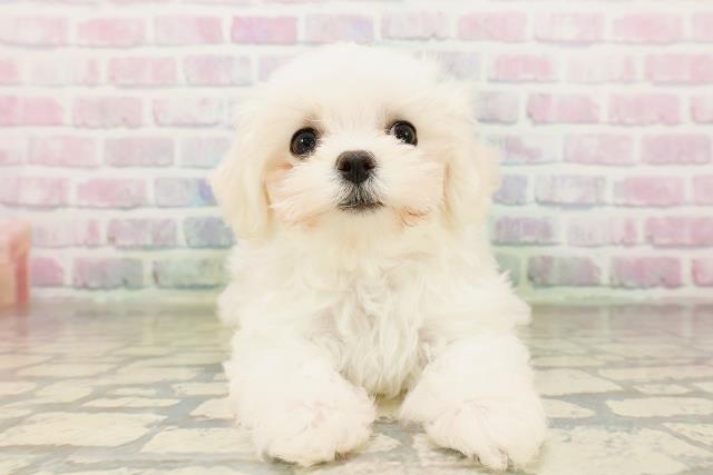 兵庫県のマルチーズ (Coo&RIKU三木店/2026年3月30日生まれ/女の子/ホワイト)の子犬