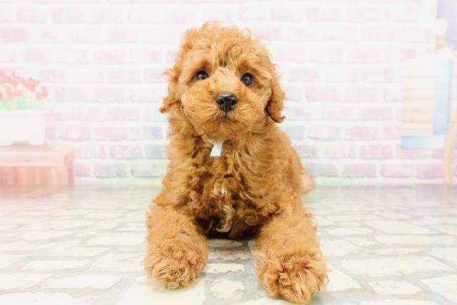 兵庫県のトイプードル(トイ) (Coo&RIKU神戸垂水店/2026年3月31日生まれ/男の子/レッド)の子犬