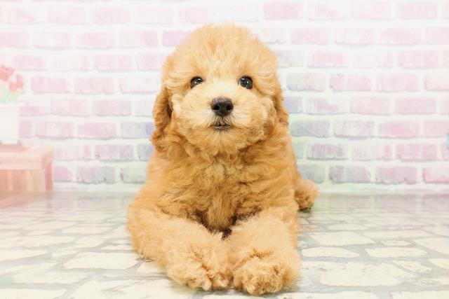 神奈川県のトイプードル(トイ) (Coo&RIKU横浜青葉店/2026年3月31日生まれ/男の子/アプリコット)の子犬の1枚目の画像