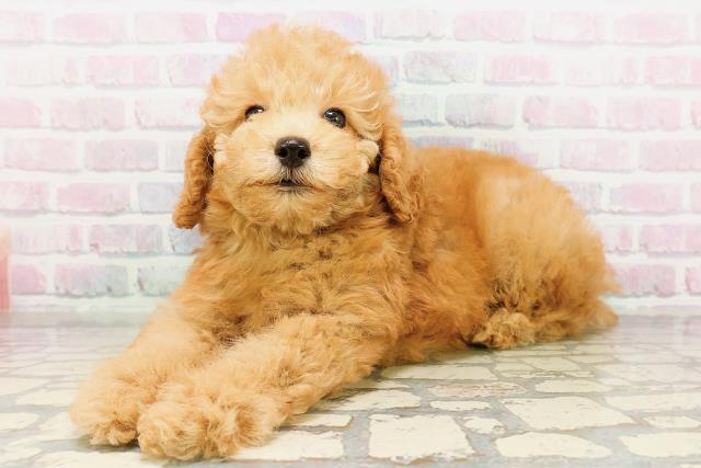 神奈川県のトイプードル(トイ) (Coo&RIKU横浜青葉店/2026年3月31日生まれ/男の子/アプリコット)の子犬の2枚目の画像