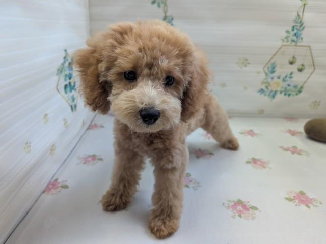 神奈川県のトイプードル(トイ) (Coo&RIKU横浜青葉店/2026年3月31日生まれ/男の子/アプリコット)の子犬の3枚目の画像