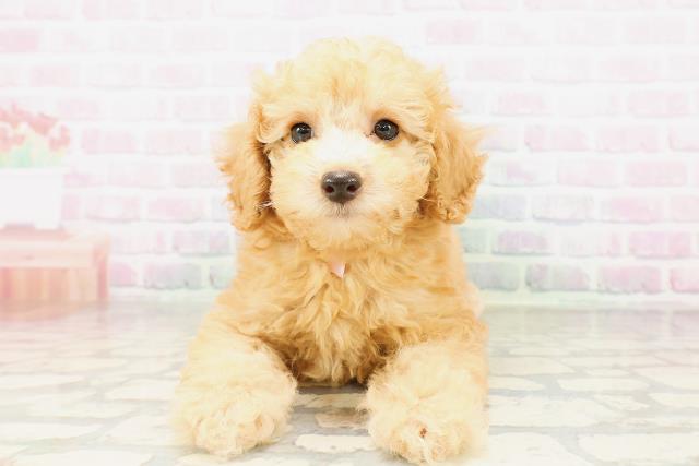 兵庫県のトイプードル(トイ) (Coo&RIKU丹波店/2026年3月31日生まれ/女の子/アプリコット)の子犬
