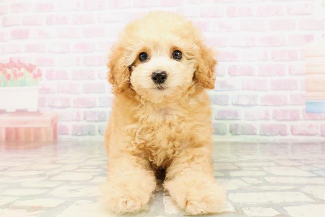 兵庫県のトイプードル(トイ) (Coo&RIKU三木店/2026年3月31日生まれ/女の子/アプリコット)の子犬