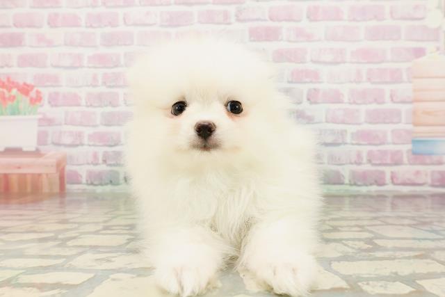 北海道のポメラニアン (Coo&RIKU岩見沢店/2026年3月31日生まれ/男の子/クリーム)の子犬