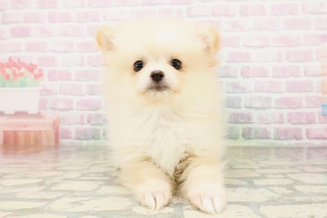 北海道のポメラニアン (Coo&RIKU室蘭店/2026年3月31日生まれ/女の子/クリーム)の子犬