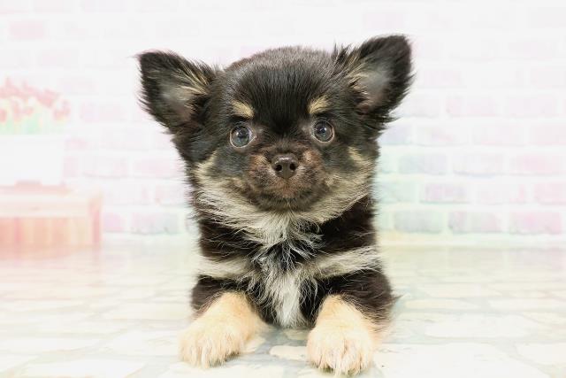 北海道のチワワ(ロング) (Coo&RIKU旭川店/2026年3月31日生まれ/男の子/ブラックタン)の子犬の1枚目の画像