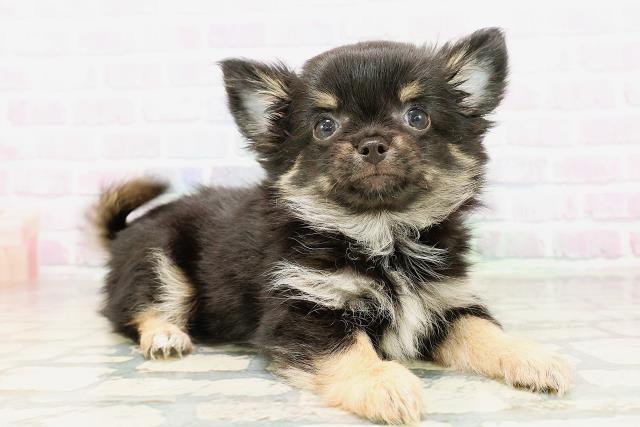 北海道のチワワ(ロング) (Coo&RIKU旭川店/2026年3月31日生まれ/男の子/ブラックタン)の子犬の3枚目の画像