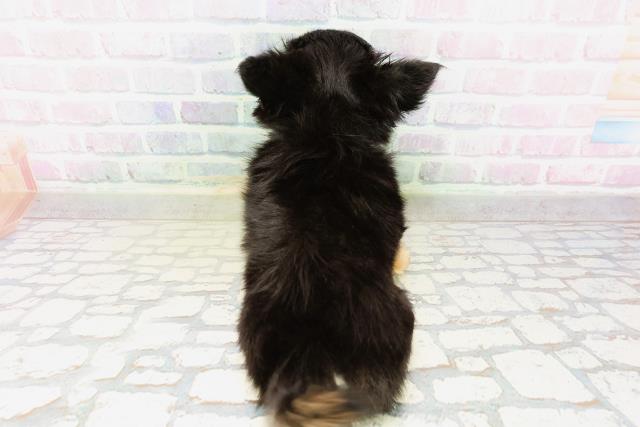 北海道のチワワ(ロング) (Coo&RIKU旭川店/2026年3月31日生まれ/男の子/ブラックタン)の子犬の4枚目の画像