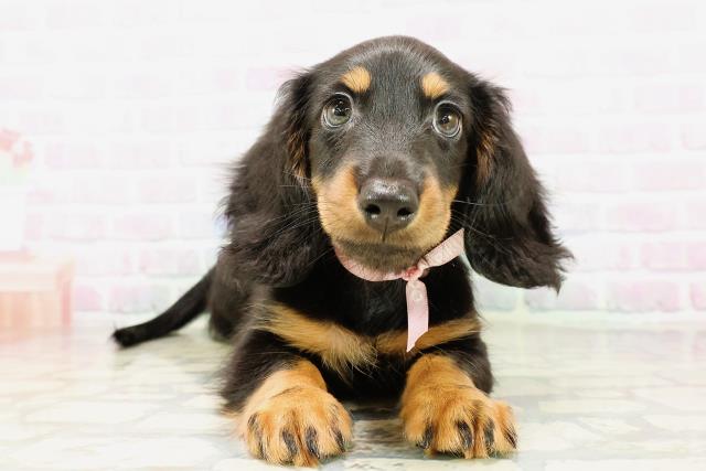 ミニチュア・ダックスフンドの子犬一覧｜ペットショップCoo＆RIKU