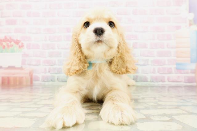 アメリカン・コッカースパニエルの子犬（オス♂） FKDインターパーク店