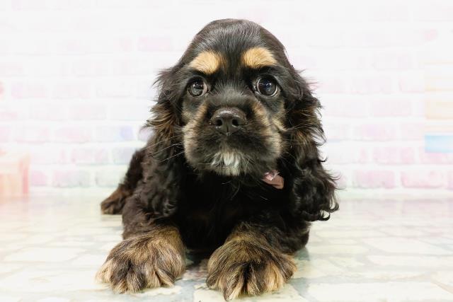 アメリカンコッカースパニエル(ブラックタン)の子犬を価格や特徴で探す