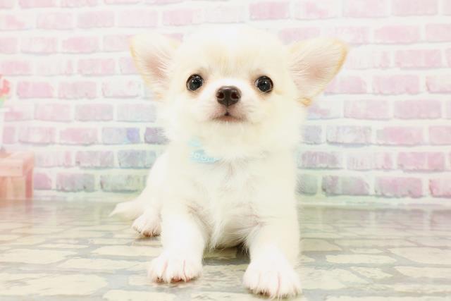 兵庫県のチワワ(ロング) (Coo&RIKU明石店/2026年4月4日生まれ/男の子/クリームホワイト)の子犬