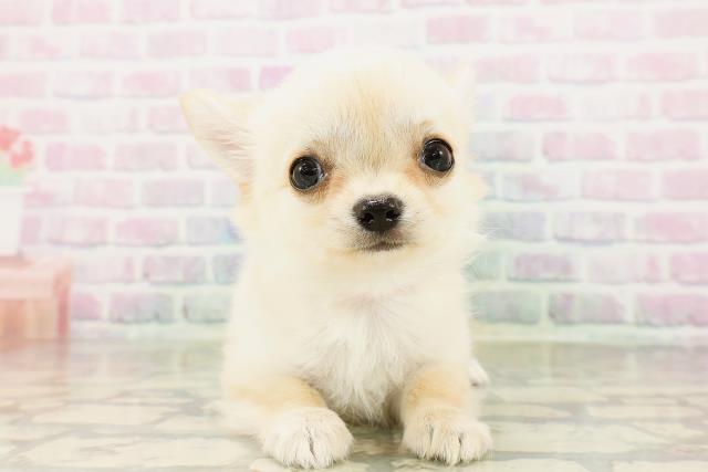 秋田県のチワワ(ロング) (Coo&RIKU秋田店/2026年4月4日生まれ/女の子/クリーム)の子犬の1枚目の画像