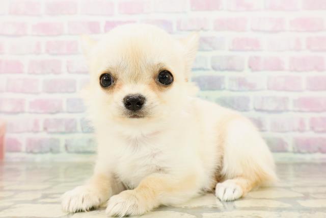 秋田県のチワワ(ロング) (Coo&RIKU秋田店/2026年4月4日生まれ/女の子/クリーム)の子犬の2枚目の画像