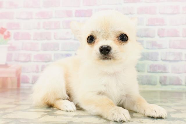 秋田県のチワワ(ロング) (Coo&RIKU秋田店/2026年4月4日生まれ/女の子/クリーム)の子犬の3枚目の画像