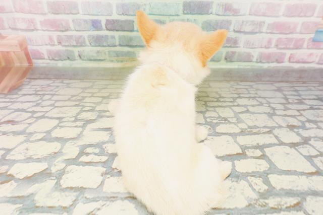 秋田県のチワワ(ロング) (Coo&RIKU秋田店/2026年4月4日生まれ/女の子/クリーム)の子犬の4枚目の画像