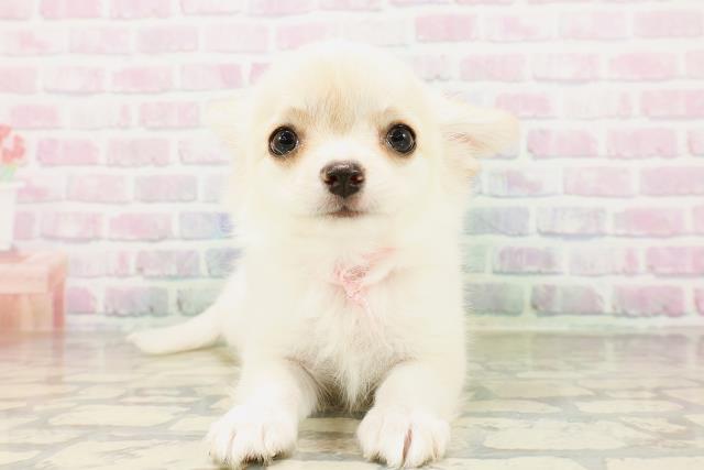 北海道のチワワ(ロング) (Coo&RIKU室蘭店/2026年4月4日生まれ/女の子/クリームホワイト)の子犬の1枚目の画像