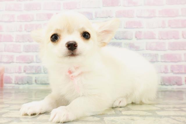 北海道のチワワ(ロング) (Coo&RIKU室蘭店/2026年4月4日生まれ/女の子/クリームホワイト)の子犬の2枚目の画像
