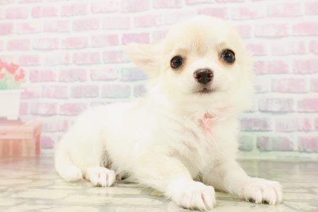 北海道のチワワ(ロング) (Coo&RIKU室蘭店/2026年4月4日生まれ/女の子/クリームホワイト)の子犬の3枚目の画像