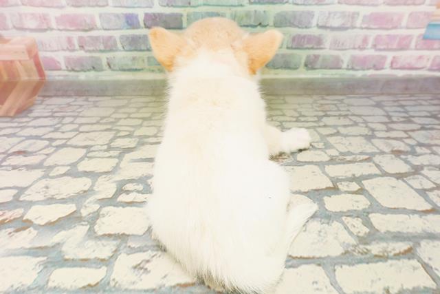 北海道のチワワ(ロング) (Coo&RIKU室蘭店/2026年4月4日生まれ/女の子/クリームホワイト)の子犬の4枚目の画像