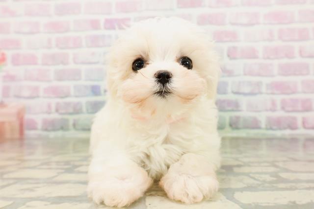 兵庫県のマルチーズ (Coo&RIKU丹波店/2026年4月5日生まれ/女の子/ホワイト)の子犬の1枚目の画像