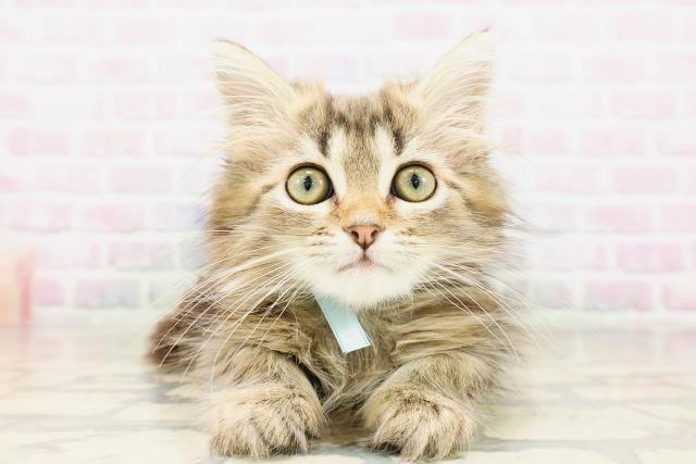 京都府のサイベリアン (Coo&RIKU舞鶴店/2026年4月3日生まれ/男の子/ブラウンタビー)の子猫の1枚目の画像