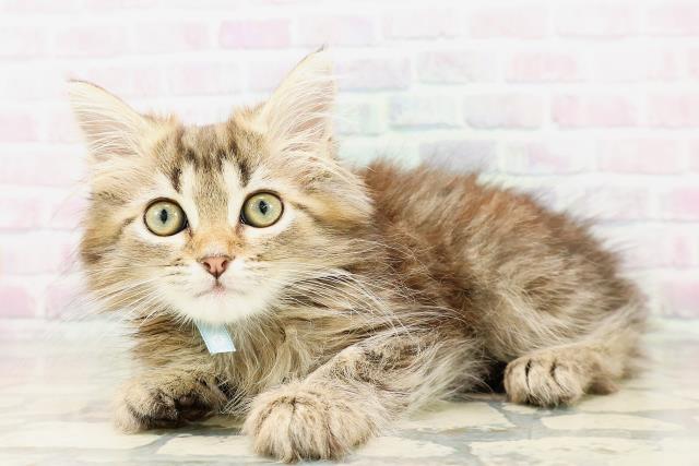 京都府のサイベリアン (Coo&RIKU舞鶴店/2026年4月3日生まれ/男の子/ブラウンタビー)の子猫の2枚目の画像