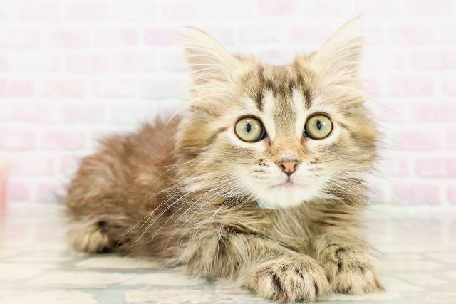 京都府のサイベリアン (Coo&RIKU舞鶴店/2026年4月3日生まれ/男の子/ブラウンタビー)の子猫の3枚目の画像