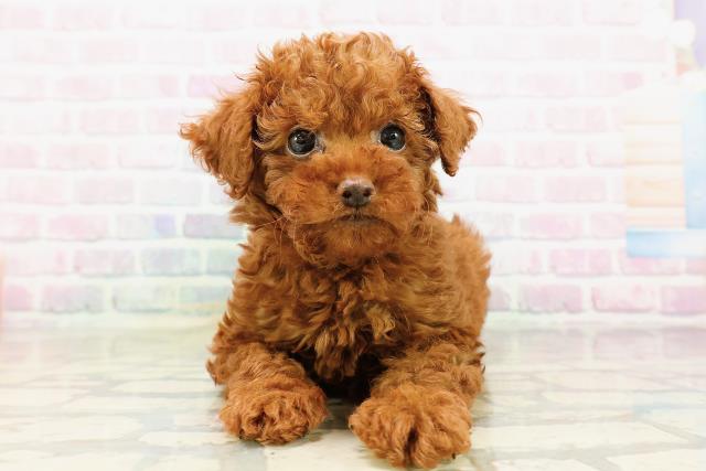 神奈川県のトイプードル(トイ) (Coo&RIKU相模原店/2026年4月5日生まれ/男の子/レッド)の子犬の1枚目の画像