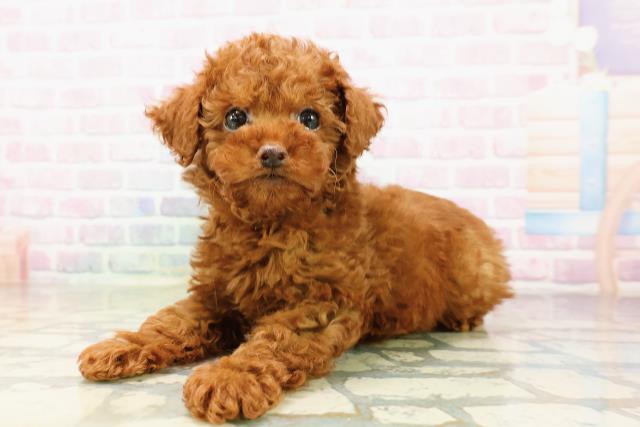 神奈川県のトイプードル(トイ) (Coo&RIKU相模原店/2026年4月5日生まれ/男の子/レッド)の子犬の2枚目の画像