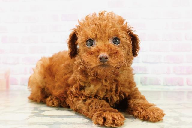 神奈川県のトイプードル(トイ) (Coo&RIKU相模原店/2026年4月5日生まれ/男の子/レッド)の子犬の3枚目の画像