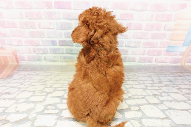 神奈川県のトイプードル(トイ) (Coo&RIKU相模原店/2026年4月5日生まれ/男の子/レッド)の子犬の4枚目の画像