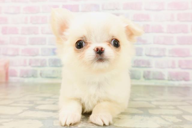沖縄県のチワワ(ロング) (Coo&RIKU石垣店/2026年4月1日生まれ/男の子/クリームホワイト)の子犬