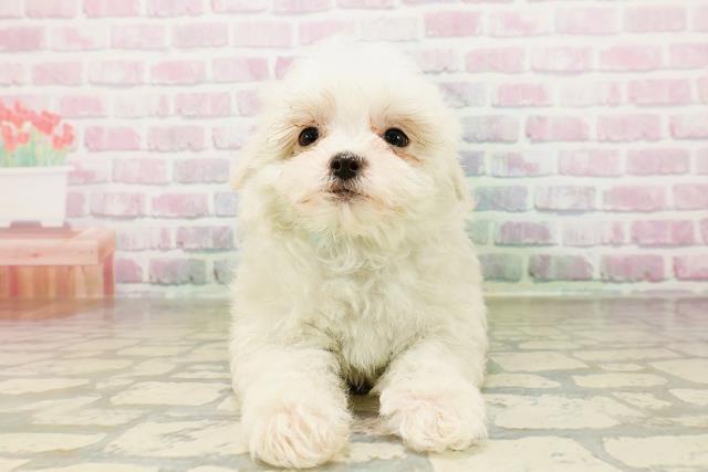 沖縄県のマルチーズ (Coo&RIKUイオン北谷店/2026年4月6日生まれ/男の子/ホワイト)の子犬