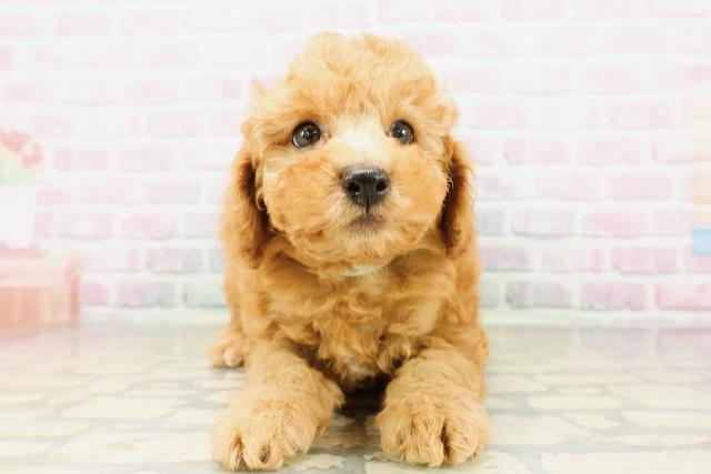 新潟県のトイプードル(トイ) (Coo&RIKU新潟東店/2026年4月6日生まれ/男の子/アプリコット)の子犬