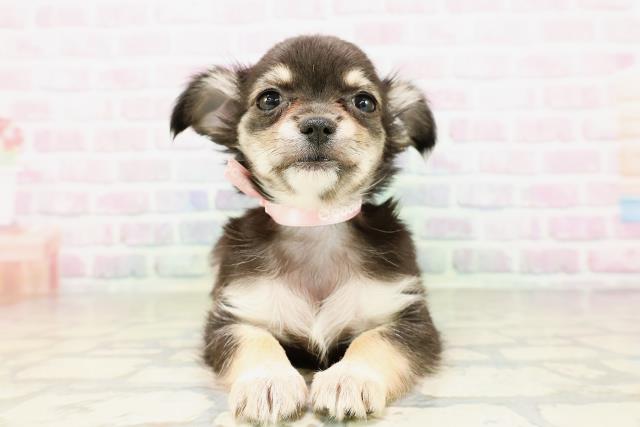 茨城県のチワワ(ロング) (Coo&RIKU石岡店/2026年4月6日生まれ/女の子/ブラックタンホワイト)の子犬の1枚目の画像