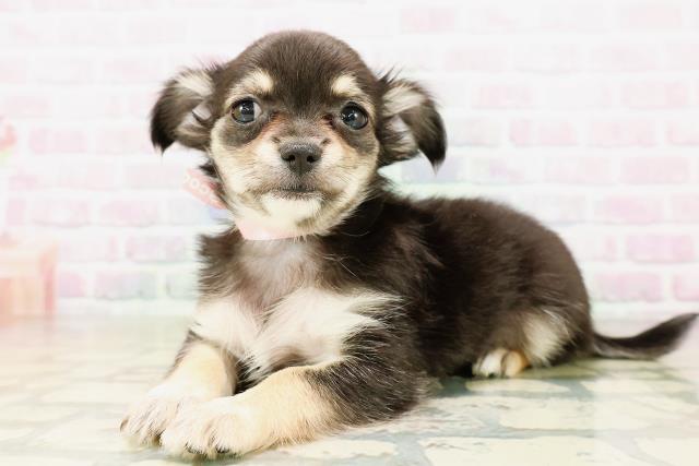 茨城県のチワワ(ロング) (Coo&RIKU石岡店/2026年4月6日生まれ/女の子/ブラックタンホワイト)の子犬の2枚目の画像