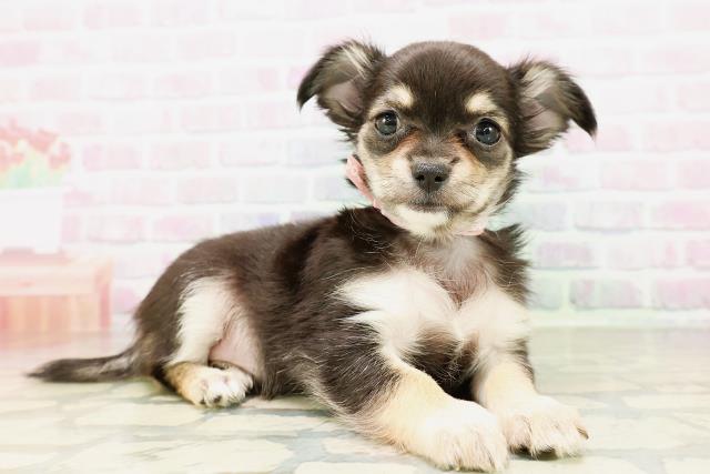 茨城県のチワワ(ロング) (Coo&RIKU石岡店/2026年4月6日生まれ/女の子/ブラックタンホワイト)の子犬の3枚目の画像