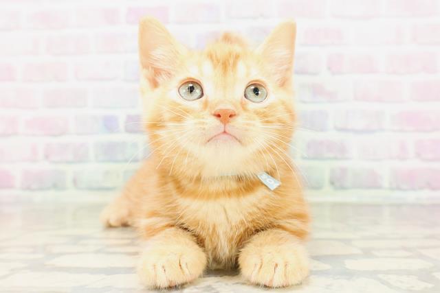 沖縄県のマンチカン (Coo&RIKUイーアス沖縄豊崎店/2026年4月4日生まれ/男の子/レッドタビー)の子猫
