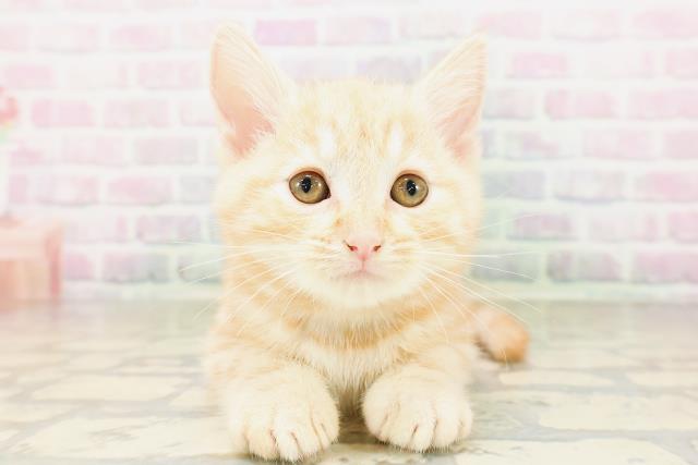 ワンちゃん・ネコちゃん(子犬・子猫)検索結果 | ペットショップCoo＆RIKU