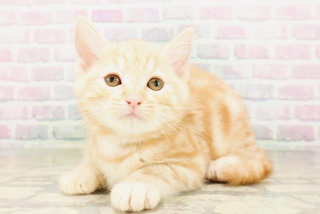 北海道のアメリカンショートヘアー (Coo&RIKU旭川店/2026年4月2日生まれ/男の子/レッドタビー)の子猫の2枚目の画像