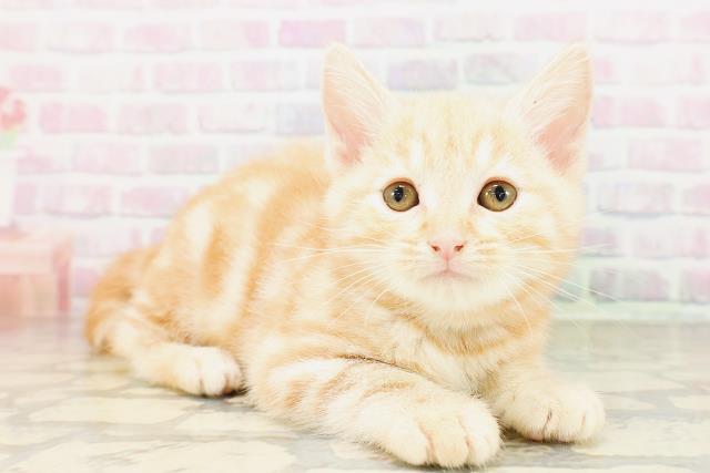 北海道のアメリカンショートヘアー (Coo&RIKU旭川店/2026年4月2日生まれ/男の子/レッドタビー)の子猫の3枚目の画像