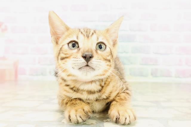 東京都のベンガル (Coo&RIKU大久保店/2026年4月4日生まれ/女の子/ブラウンスポットタビー)の子猫の1枚目の画像
