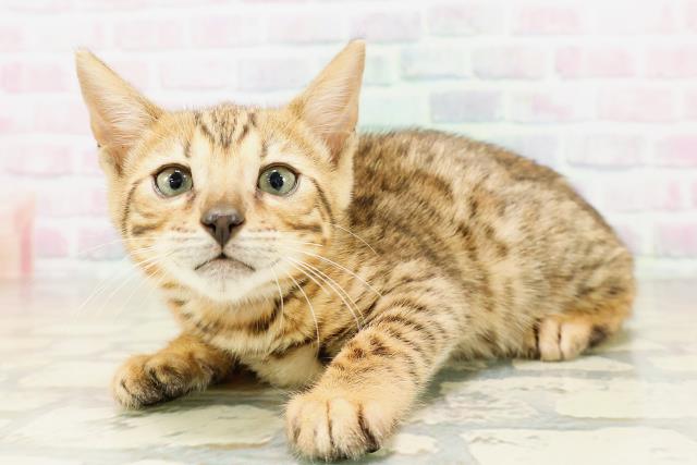 東京都のベンガル (Coo&RIKU大久保店/2026年4月4日生まれ/女の子/ブラウンスポットタビー)の子猫の2枚目の画像