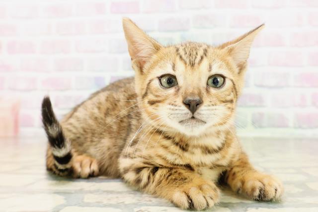 東京都のベンガル (Coo&RIKU大久保店/2026年4月4日生まれ/女の子/ブラウンスポットタビー)の子猫の3枚目の画像