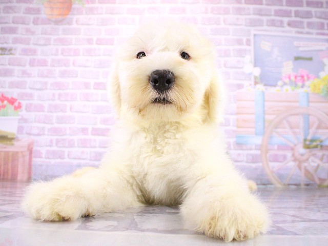 オールドイングリッシュシープドックの子犬（オス♂） 奈良新庄店