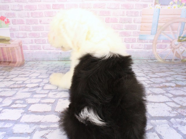 オールドイングリッシュシープドックの子犬（オス♂） 奈良新庄店