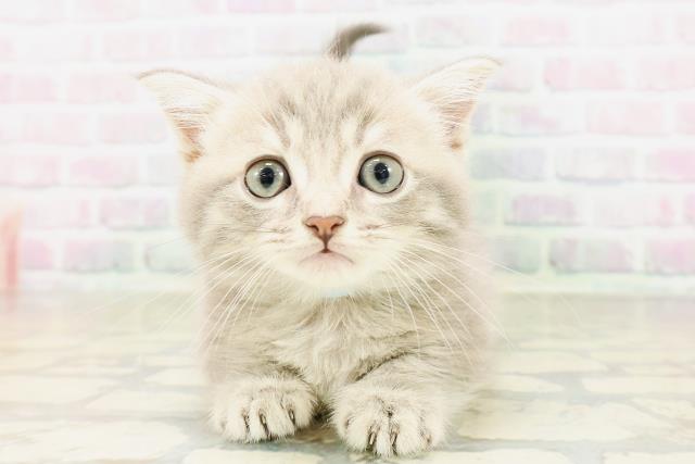 東京都のミヌエット (Coo&RIKU大久保店/2026年4月2日生まれ/男の子/ブルータビー)の子猫の1枚目の画像